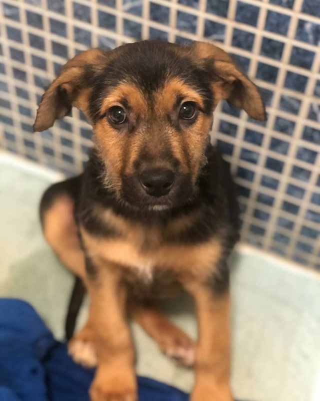 Foto Simba
