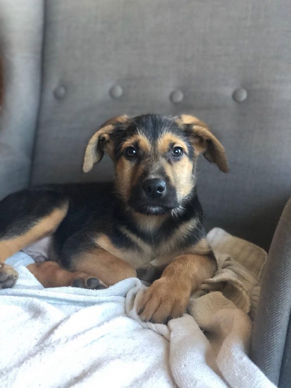 Foto Simba