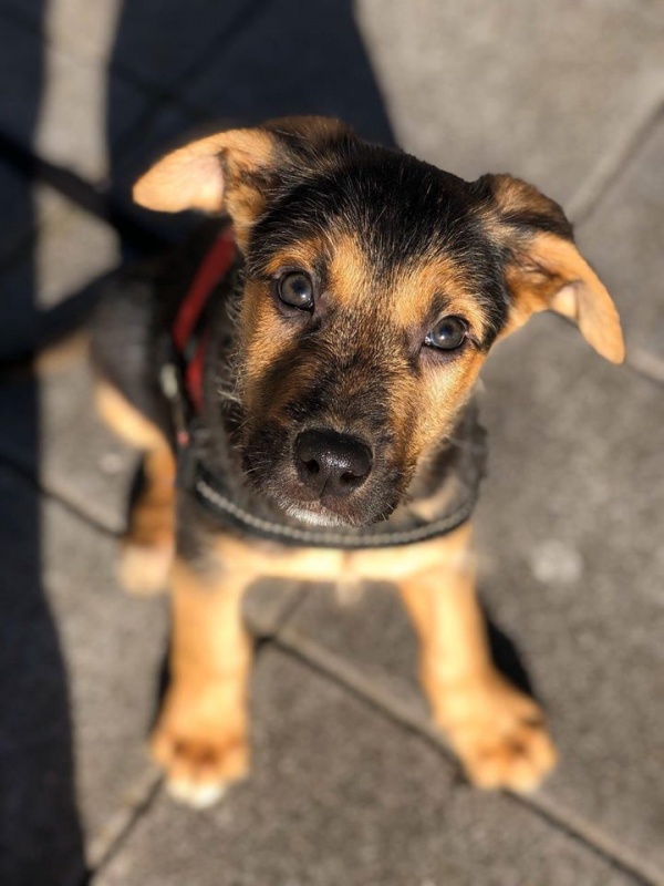 Foto Simba
