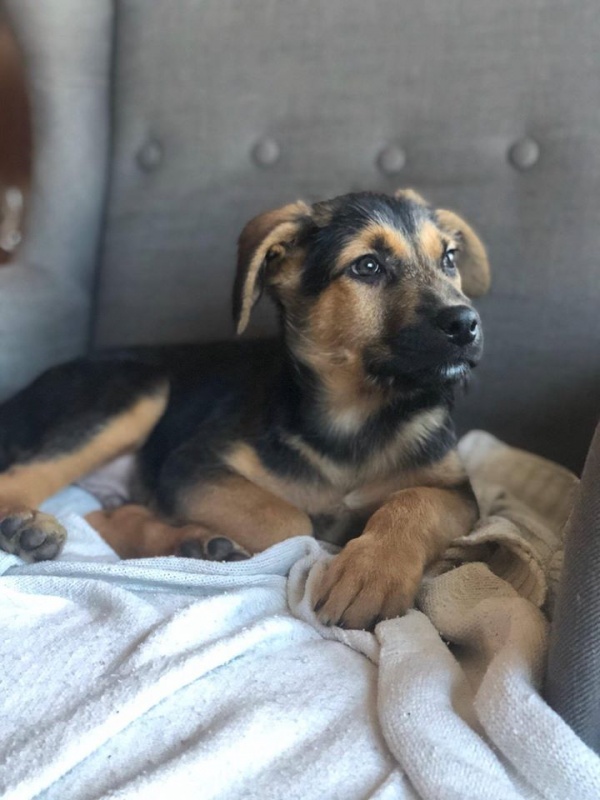Foto Simba