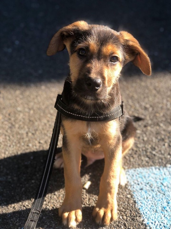 Foto Simba