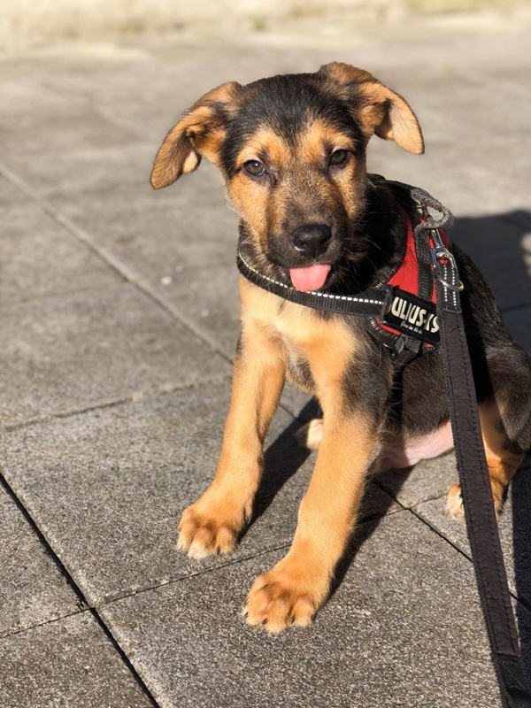 Foto Simba
