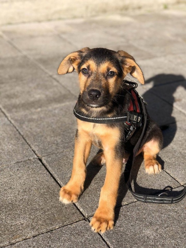Foto Simba