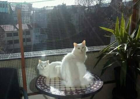 Foto Tico