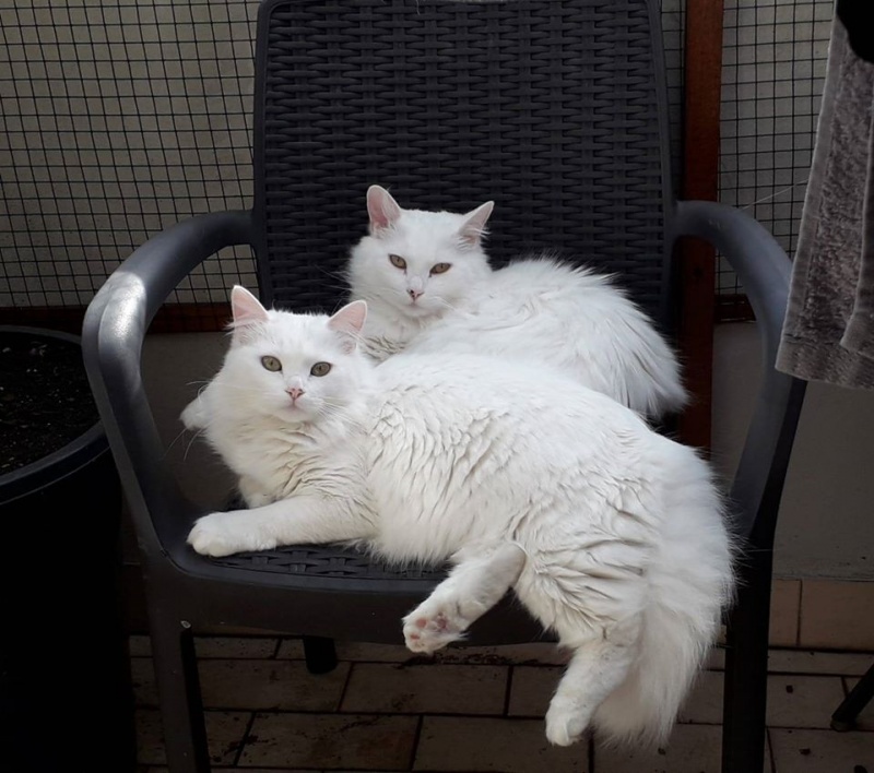 Foto Tico