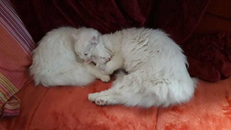 Foto Tico