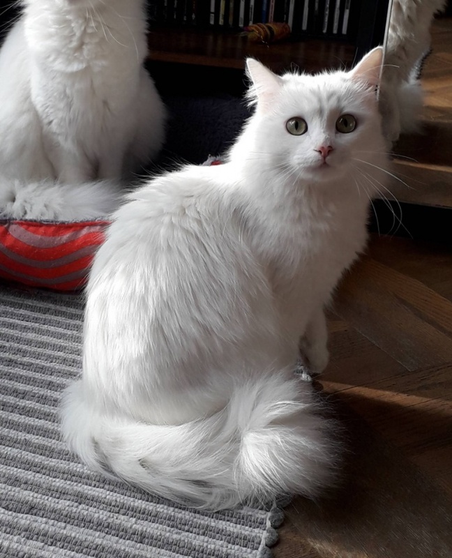 Foto Pelusa