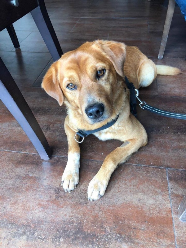Foto Chispi