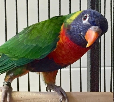 Foto Eros