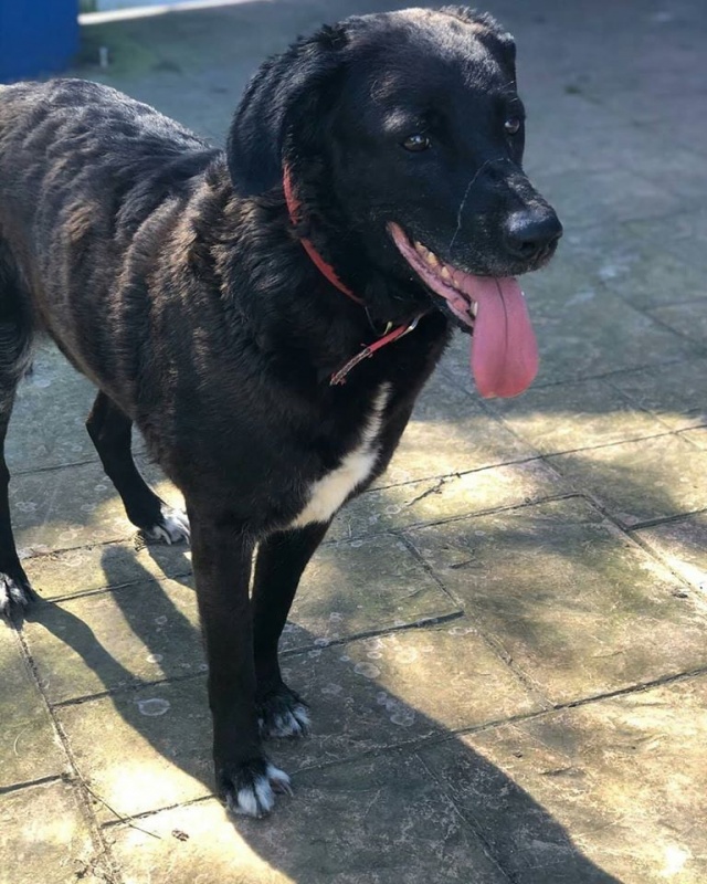Foto Daisy