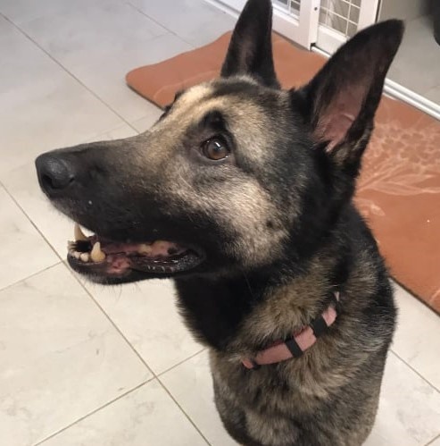 Foto Laika