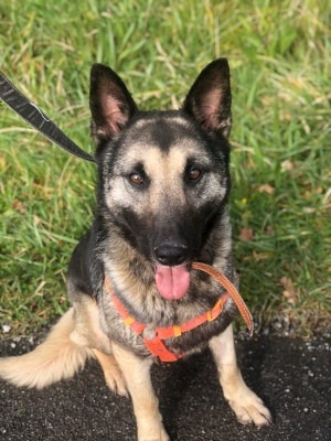 Foto Laika