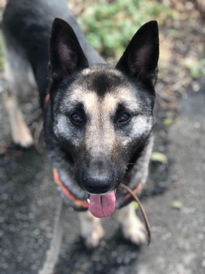 Foto Laika