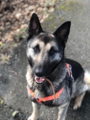 Foto Laika