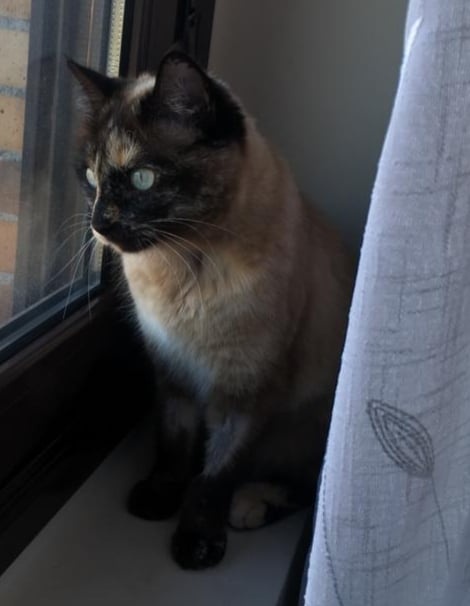 Foto Gea