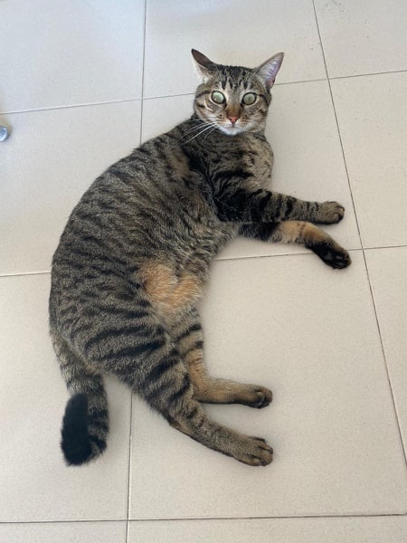 Foto Coco