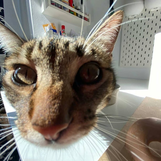 Foto Coco