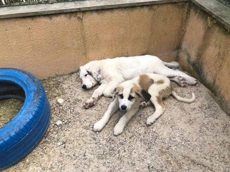 Foto Georgia 