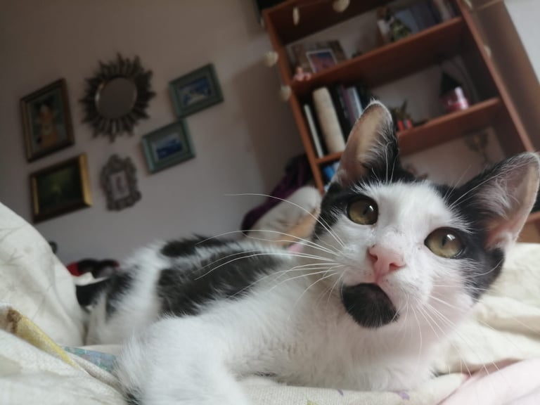 Foto Flúor
