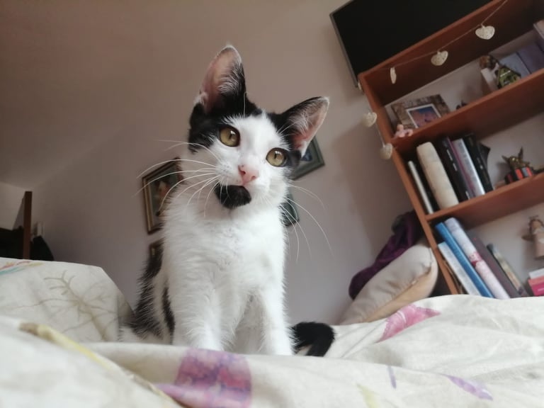 Foto Flúor