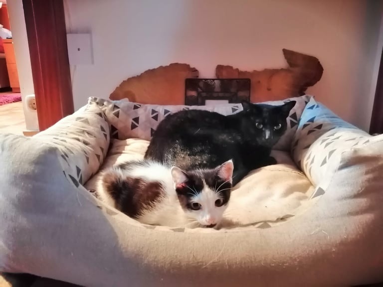 Foto Flúor