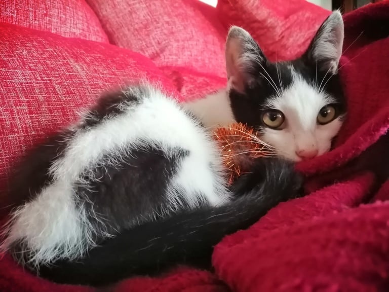 Foto Flúor