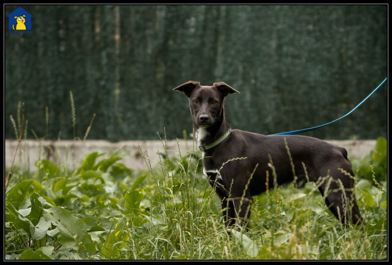 Foto Toby II