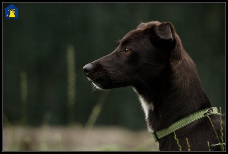Foto Toby II