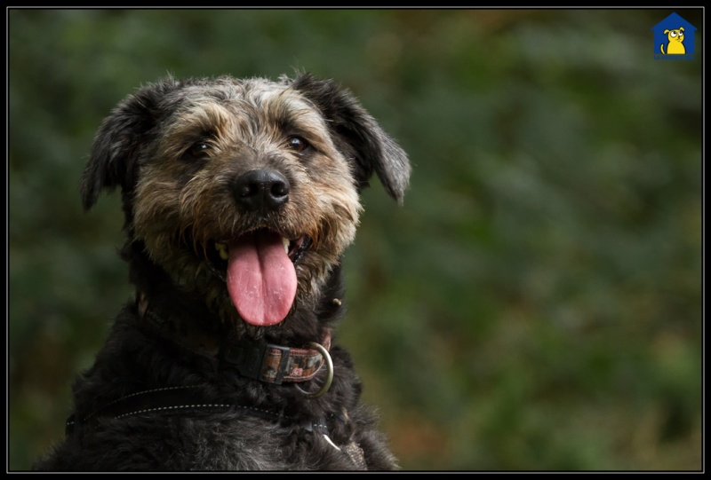 Foto Toby 