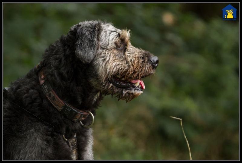 Foto Toby 