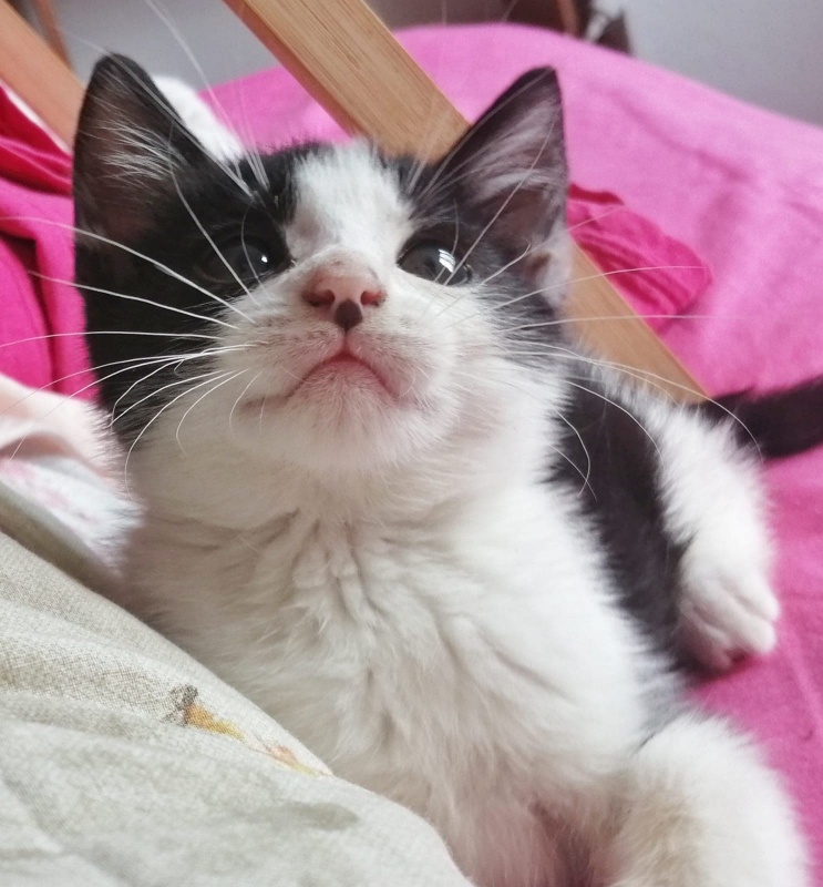 Foto Kioto