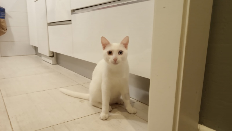 Foto Elliot