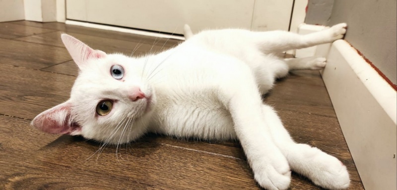 Foto Elliot