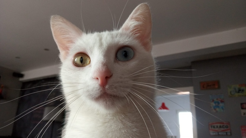 Foto Elliot