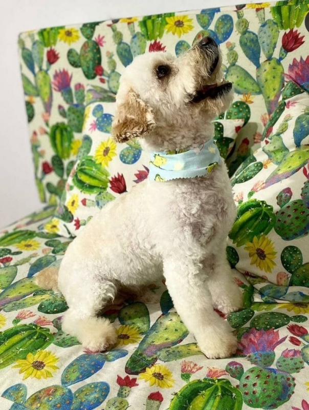 Foto Puppy
