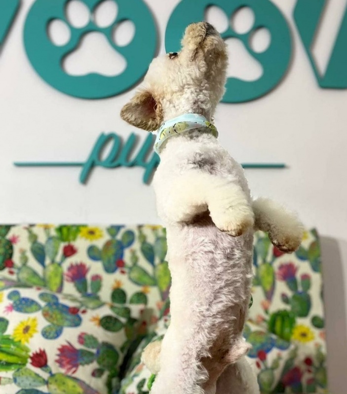 Foto Puppy
