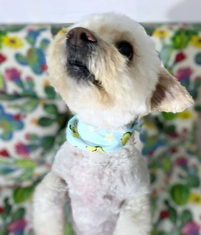 Foto Puppy