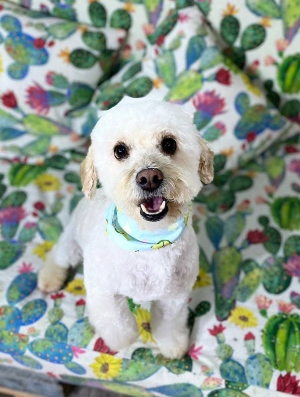 Foto Puppy
