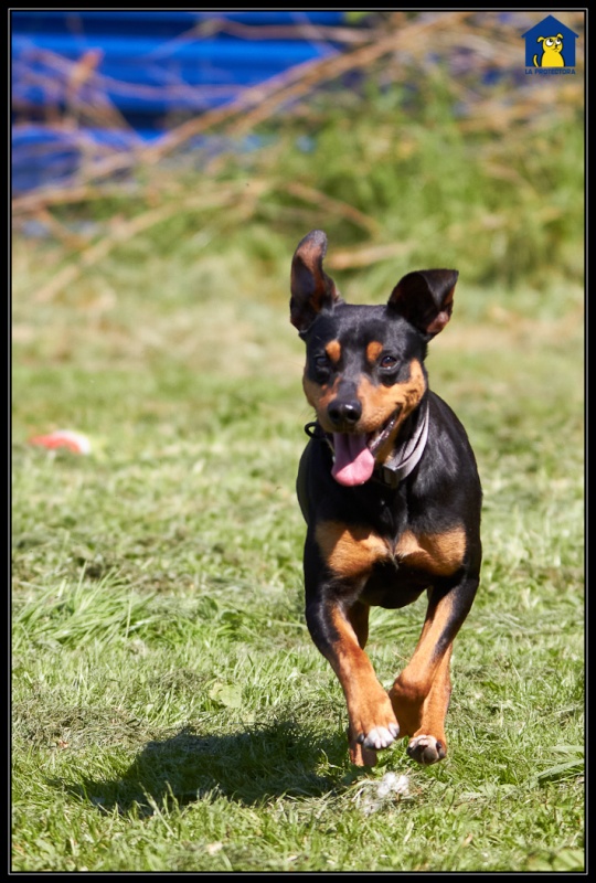 Foto Hunter