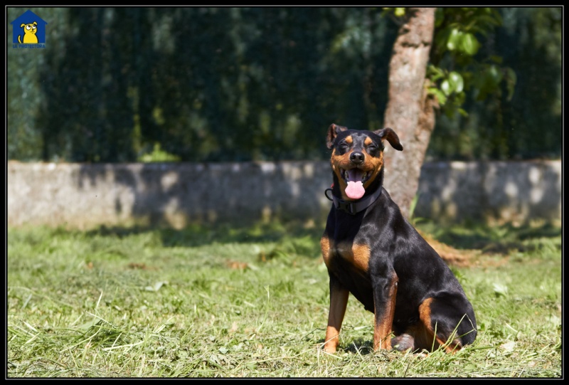 Foto Hunter