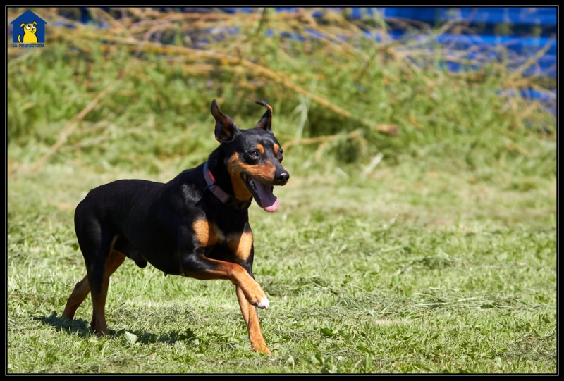 Foto Hunter