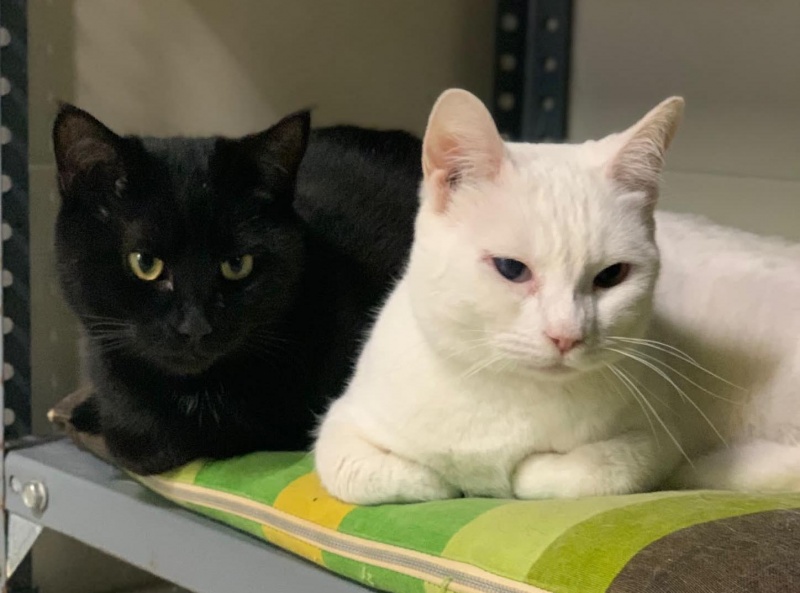 Foto Oreo