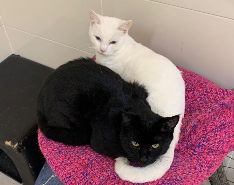 Foto Oreo