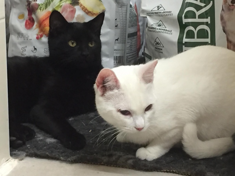Foto Oreo