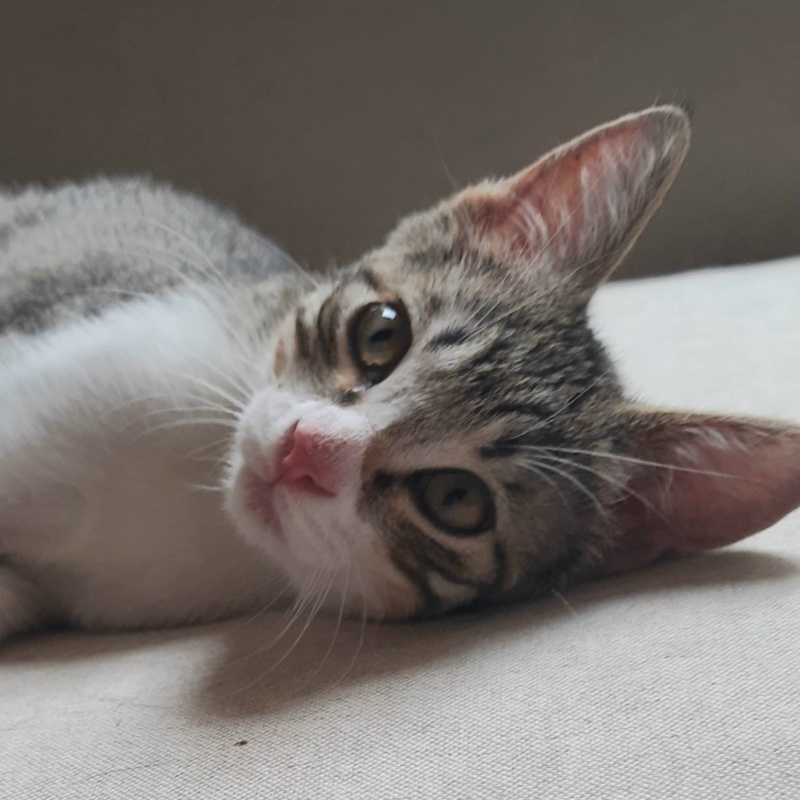 Foto Ciro