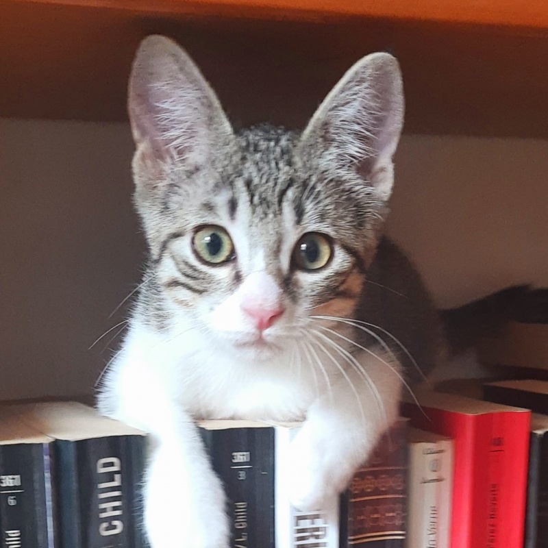 Foto Ciro