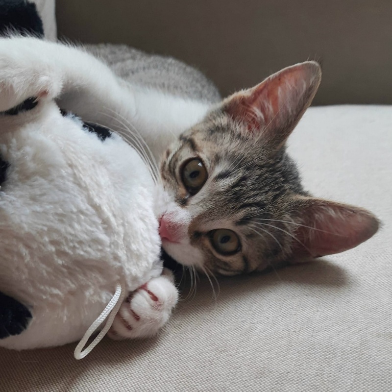 Foto Ciro
