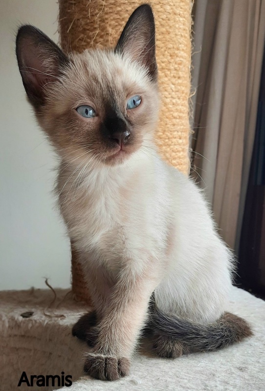 Foto Aramis