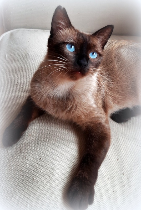 Foto Ara