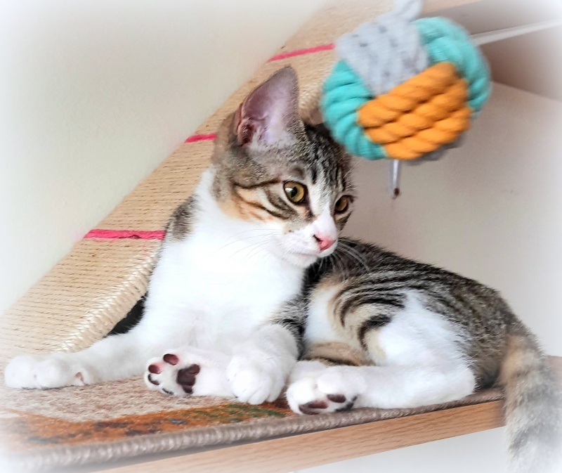 Foto Ciro